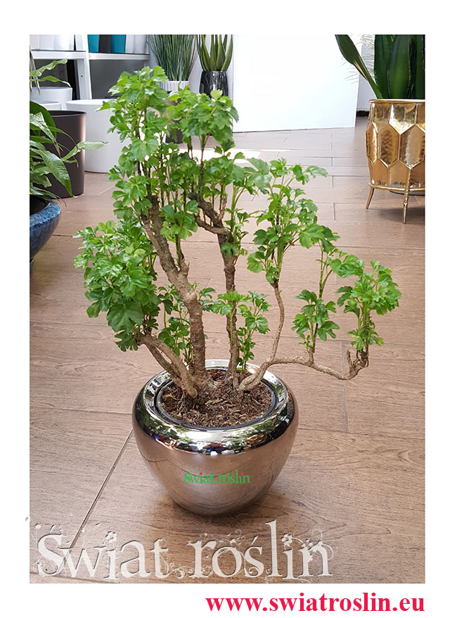 Polyscias Guilfoylei, Aralia Guilfoylei, Poliscias Guilfoylei, rośliny do hotelu, do biura do firmy