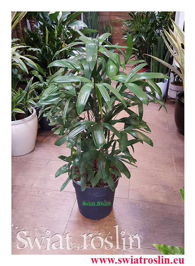 Rhapis Multifida, Palma Palczasta, Finger Palm, Lady Palm, rośliny doniczkowe, rośliny Kraków, Świat roślin,