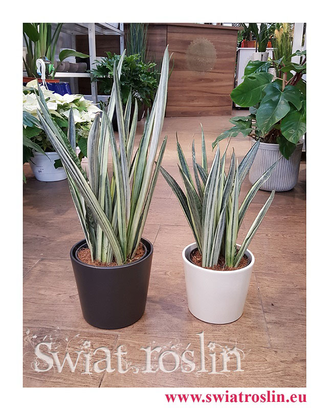 Sansevieria Bantel, Sansewieria Bantel, Sansewiera Bantel, Sanseviera Bantel, sklep z roslinami doniczkowymi, wysyłka roślin,