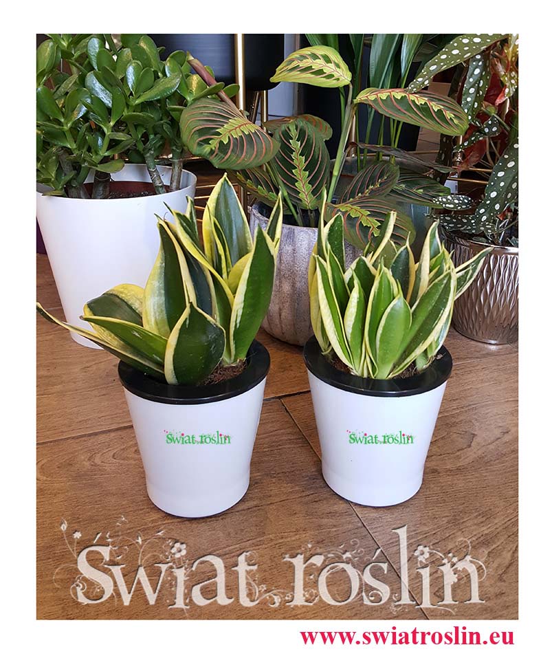 Sansevieria Hahnii Black Star, Sansewieria Hahnii Black Star, Sansewiera Black Star, sklep z roslinami doniczkowymi