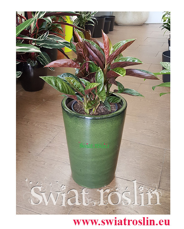 Aglaonema Chocolate, Aglonema Chocolate, Świat Roślin, rośliny doniczkowe, kraków rośliny, sklep z roślinami doniczkowymi