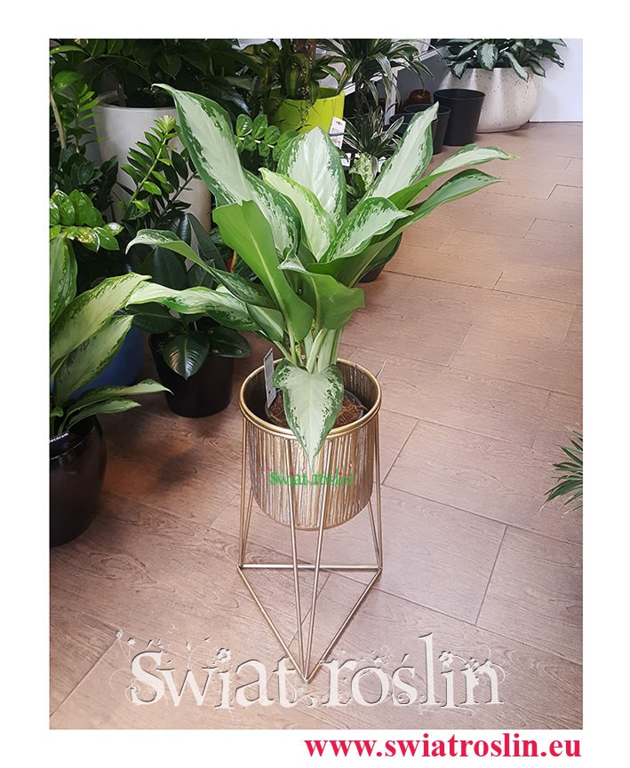 Aglaonema Cleopatra, Aglonema Cleopatra, Świat roślin, Kwiaty doniczkowe, rośliny doniczkowe, Rośliny Kraków, sklep z roślinami