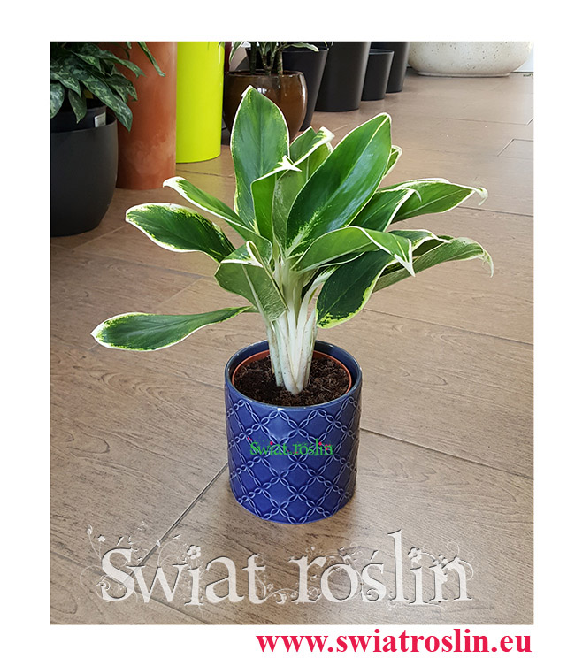 Aglaonema FLN011, Aglonema FLN011, Świat Roślin, rośliny doniczkowe, kraków rośliny, sklep z roślinami doniczkowymi