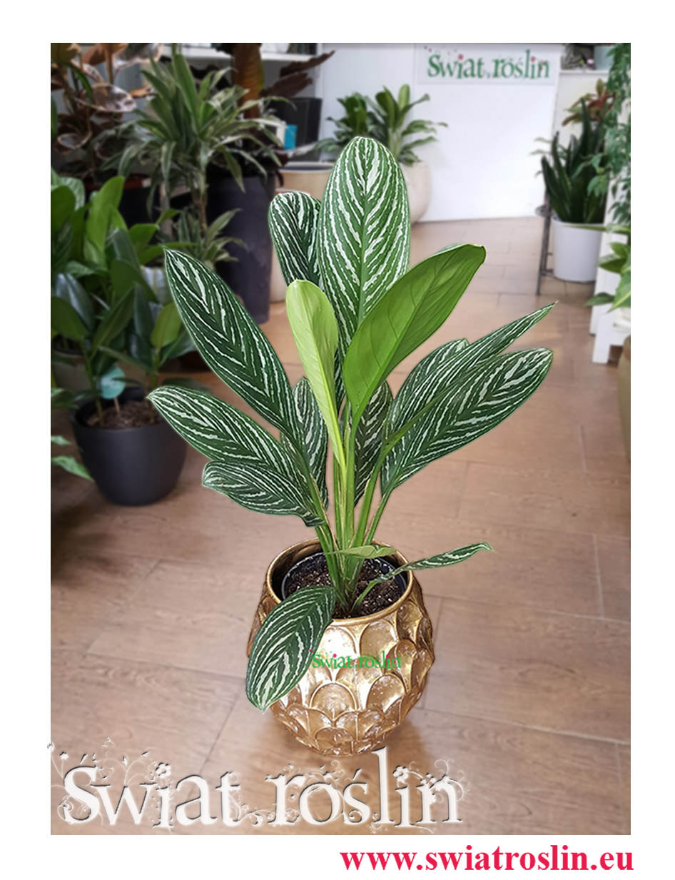 Aglaonema Letizia, Aglonema Letizia, Świat Roślin, Kwiaty doniczkowe