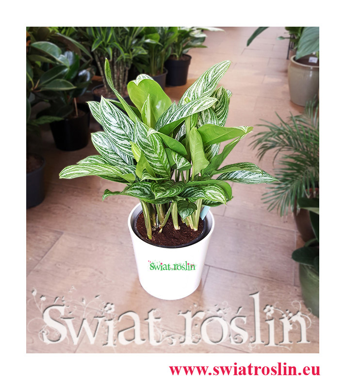 Aglaonema Stripes, Aglonema stripes, Kwiaty doniczkowe
