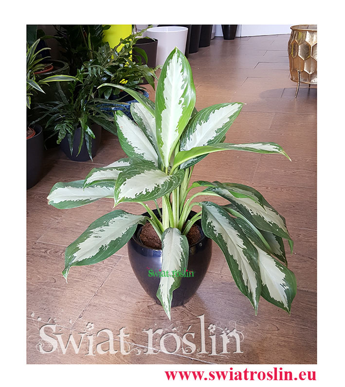 Aglaonema Diamond Bay, Aglonema Diamond Bay.