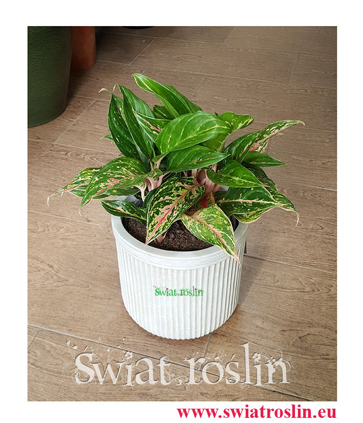 Aglonema Ruby, Aglaonema Ruby, Aglonema, Świat Roślin, Kwiaty doniczkowe, rośliny doniczkowe, rosliny Kraków