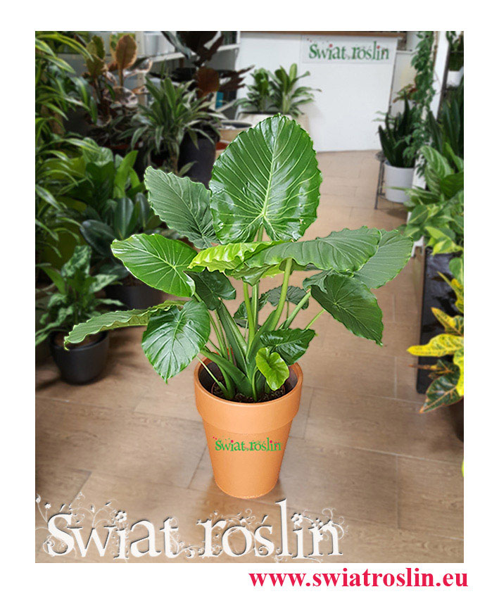 Alocasia Gageana, Alokazja Gageana, Świat Roślin, Kwiaty doniczkowe