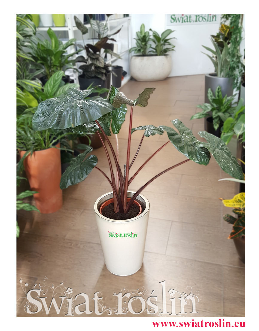 Alokazja Yucatan Princess, Alocasia Yucatan Princess, kwiaty doniczkowe, świat roślin