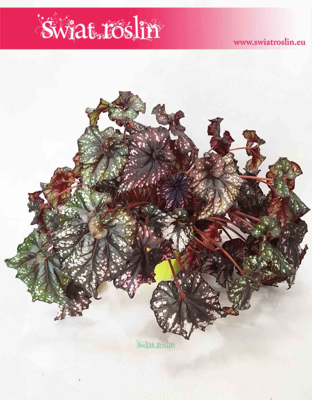 Begonia Królewska, Begonia Magic Colours, Begonia Rex Cultorum