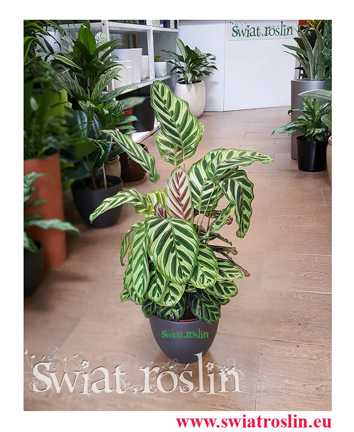 Calathea Makoyana, Kalatea Makoyana, świat roślin, kwiaty doniczkowe