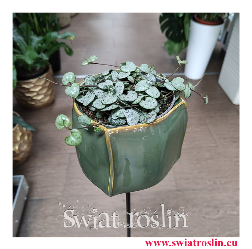 Ceropegia Woodii, Ceropegia Linearis, Ceropegia Wooda, rośliny pnącza popularne rośliny doniczkowe, modne rośliny doniczkowe (1)