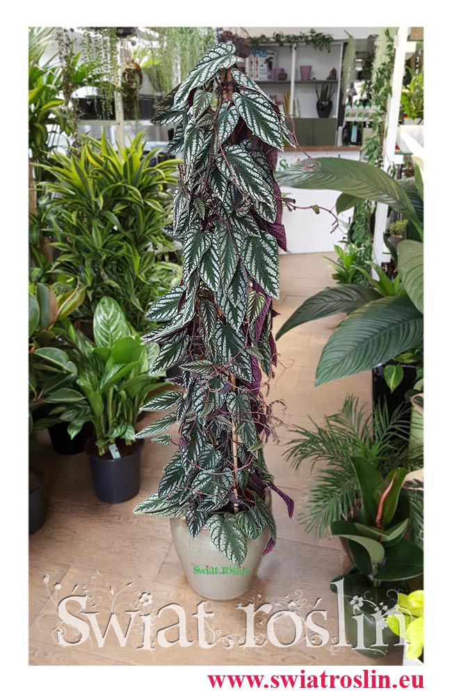 Cissus Discolor, Cissus Różnobarwny, świat roślin, kwiaty doniczkowe
