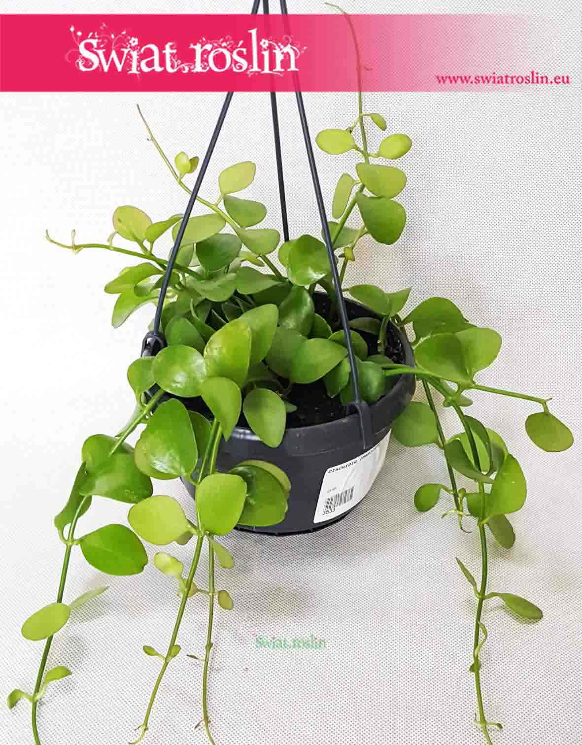 Dischidia Imbricata, Diszidia Imbrykata, świat roślin, rośliny doniczkowe