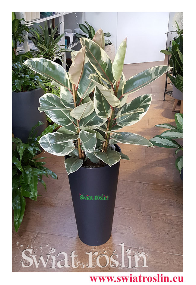 Ficus elastica Tineke, Fikus Elastica Tineke, Figowiec sprężysty Tineke, internetowy sklep z roslinami doniczkowymi, Świat roślin Kraków