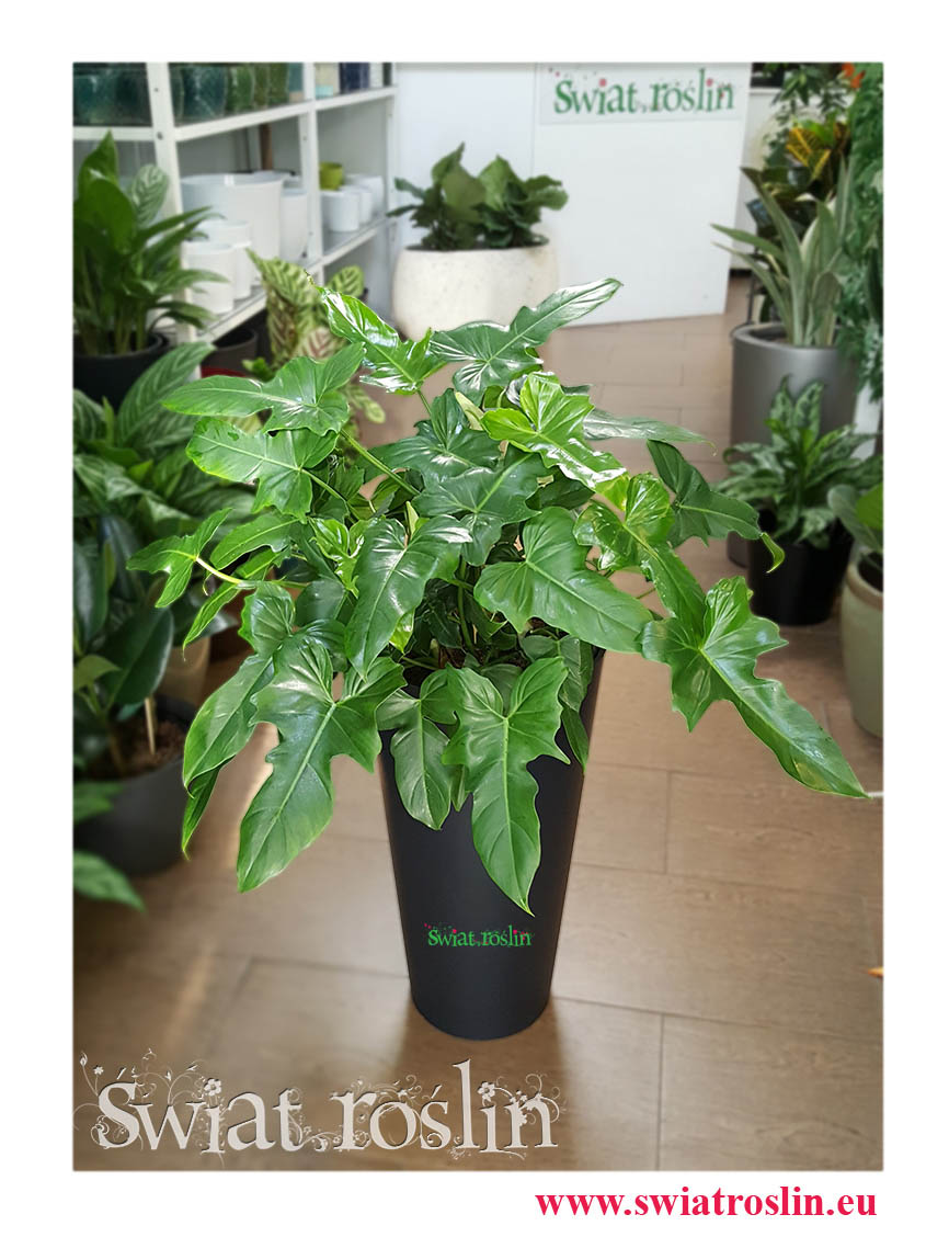 Filodendron Green Dragon, Philodendron Green Dragon, Filodendron Dragon, Philodendron Dragon, Natcha, Kwiaty doniczkowe rośliny Kraków