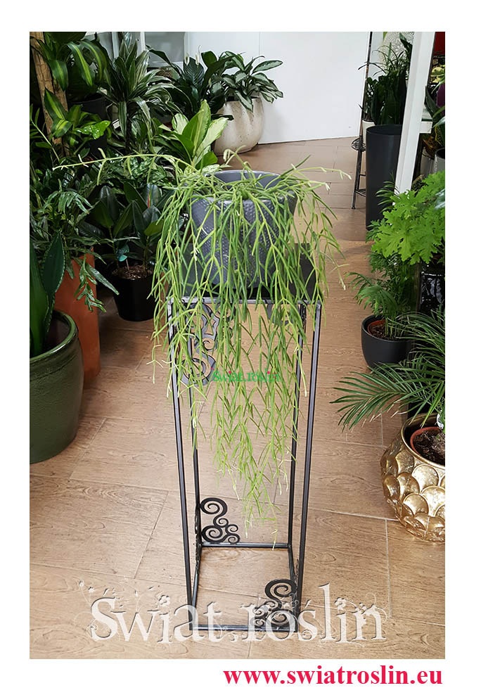 Hoya Linearis, Hoja Linearis, Woskownica, Rośliny Kraków, Kwiaty doniczkowe, rośliny doniczkowe, Świat Roślin (1)