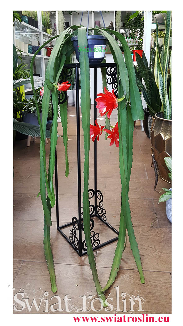 Kaktus, Epiphyllum Ackermannii, Epifyllum Ackermannii, Disocactus Ackermannii, internetowy sklep z roslinami doniczkowymi, wysyłka roślin