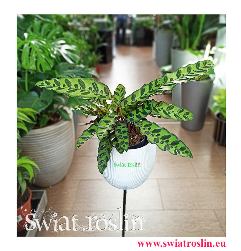 Kalatea Insignis, Calathea insignis, Kalatea Lancetowata, Kalatea Lancetolistna, Сalathea Lancifolia, rośliny kwiaty doniczkowe