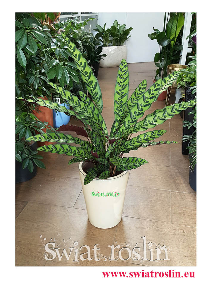 Kalatea Insignis, Calathea insignis, Kalatea Lancetowata, Kalatea Lancetolistna, Сalathea lancifolia, Świat Roślin