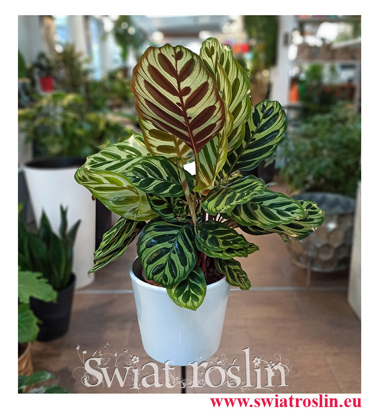 Kalatea Makoyana, Calathea Makoyana, popularne rosliny doniczkowe sklep internetowy