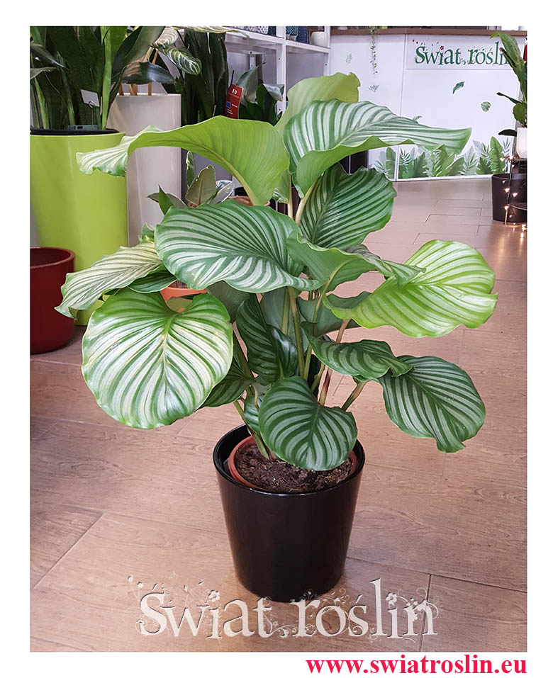 Kalatea Okrągłolistna, Calathea Orbifolia, Kalatea Orbifolia, Calathea Okrągłolistna, popularne rośliny doniczkowe