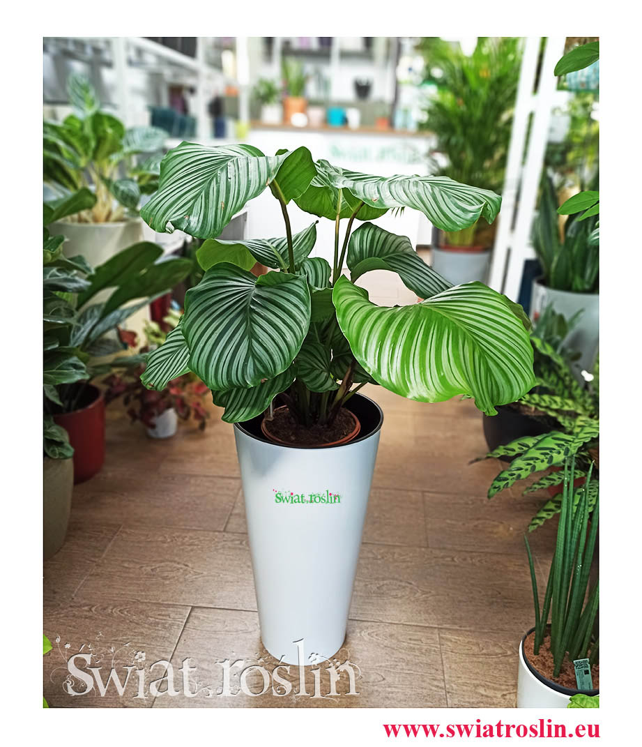 Kalatea Okrągłolistna, Calathea Orbifolia, Kalatea Orbifolia, Calathea Okrągłolistna, rośliny kwiaty doniczkowe
