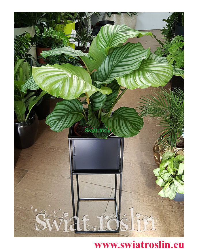 Kalatea Okrągłolistna, Calathea Orbifolia, Kalatea Orbifolia, Świat Roślin, Kwiaty doniczkowe, rosliny doniczkowe, sklep z roślinami, Rośliny do biura, do firmy
