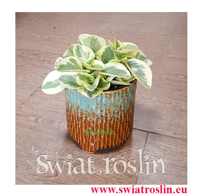 Peperomia Obtipan Bicolor, Pieprzówka, Peperomia Obtipan Variegata, Peperomia Obtipan, Świat Roślin ,rosliny doniczkowe, sklep z roslinam