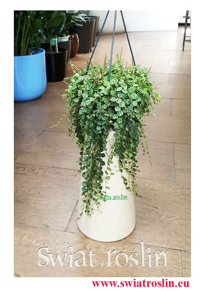 Peperomia Prostrata, Peperomia Zwisająca, Świat Roślin, Rośliny doniczkowe, kwiaty doniczkowe,, rośliny Kraków