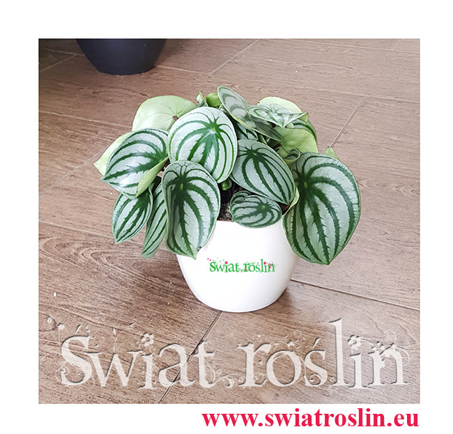 Peperomia Watermelon, Peperomia Argyreia, Świat Roslin, Kwiaty doniczkowe, rośliny doniczkowe