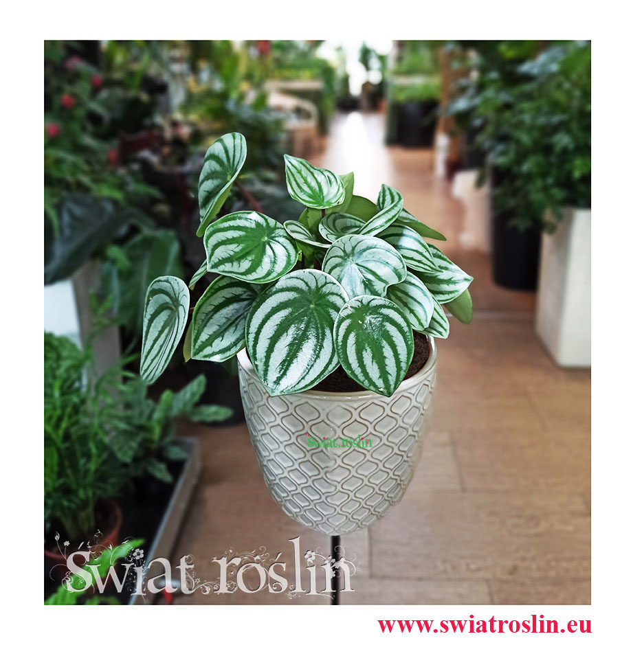 Peperomia Watermelon, Peperomia Argyreia, kwiaty rośliny doniczkowe, rosliny kraków, sklep z roślinami w krakowie