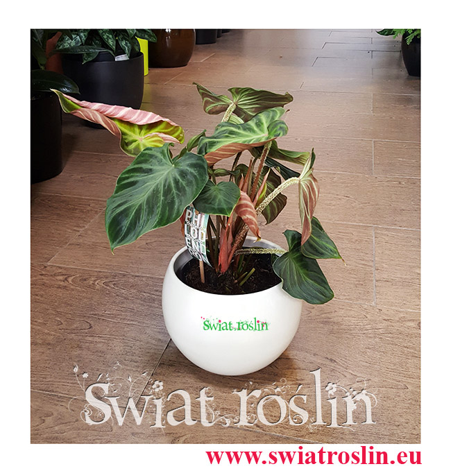 Philodendron Verrucosum Incensi, Filodendron Verrucosum Incensi, Philodendron Verrucosum, Filodendron Verrucosum, świat roślin, rośliny doniczkowe, kwiaty doniczkowe