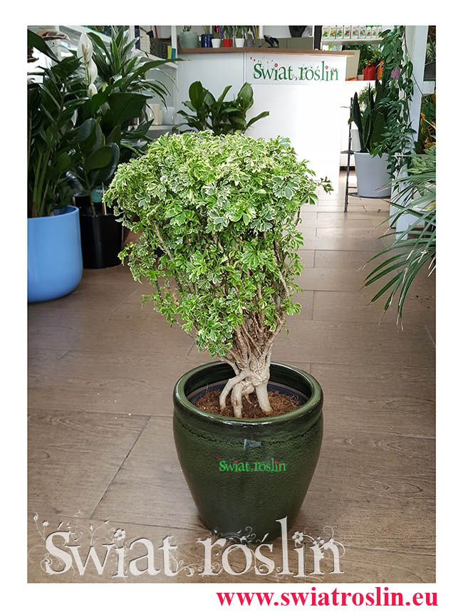 Polyscias Hawaiiana Ming, Aralia Hawaiiana Ming, Świat Roślin, kwiaty doniczkowe, rośliny doniczkowe