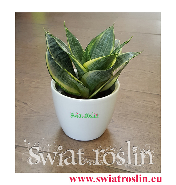 Sansevieria Hahnii Gold Star, Sansewieria Hahnii Gold Star, Sansewiera Gold Star, Wężownica, Świat Roślin, rośliny doniczkowe, kraków rośliny, sklep z roślinami doniczkowymi