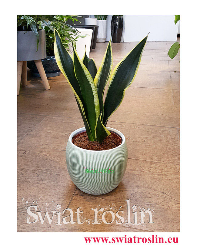 Sansewieria Super Flame, Wężownica, Sansevieria Super Flame, rośliny do biura, do hotelu, do firmy, kwiaty doniczkowe