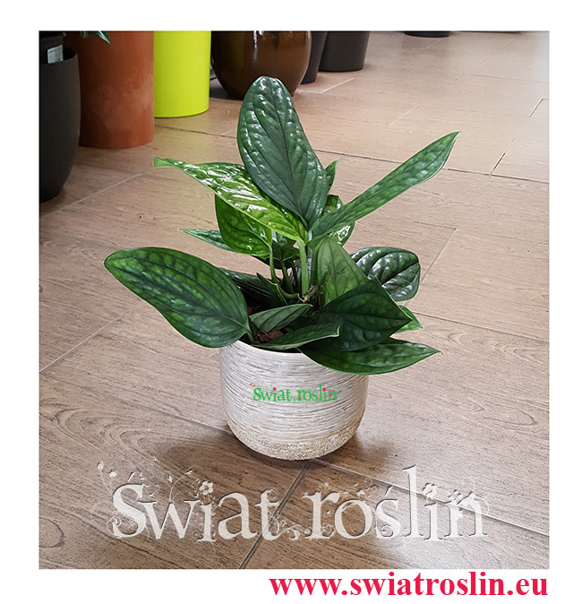 Scindapsus Marble Planet , Epipremnum Pinnatum Marble Planet, Monstera karstenianum, Świat Roślin, rosliny doniczkowe Kraków, sklep internetowy, Rośliny Kraków, sklep internetowy