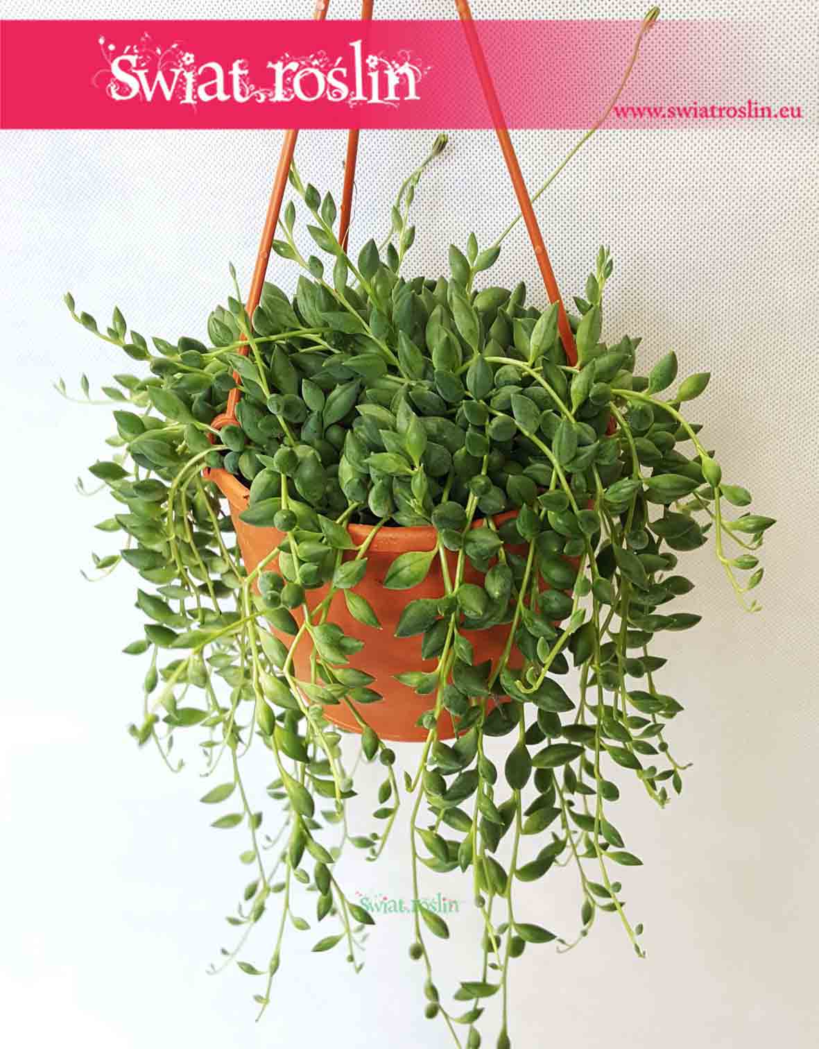 Senecio Herreianus, Starzec Herreiana, kwiaty doniczkowe, świat roślin