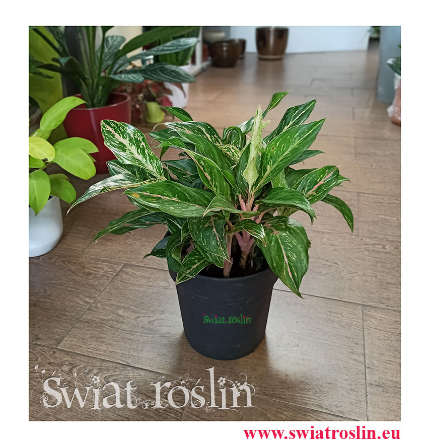 aglaonema ruby, aglonema ruby, Kwiaty rośliny doniczkowe