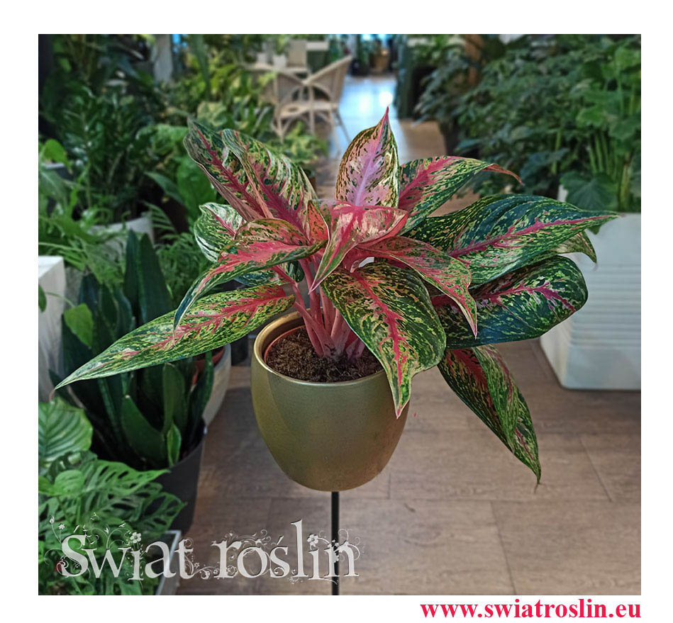 Aglaonema FLN002, Aglonema FLN002, rośliny doniczkowe, sklep z roslinami doniczkowymi, rosliny Kraków