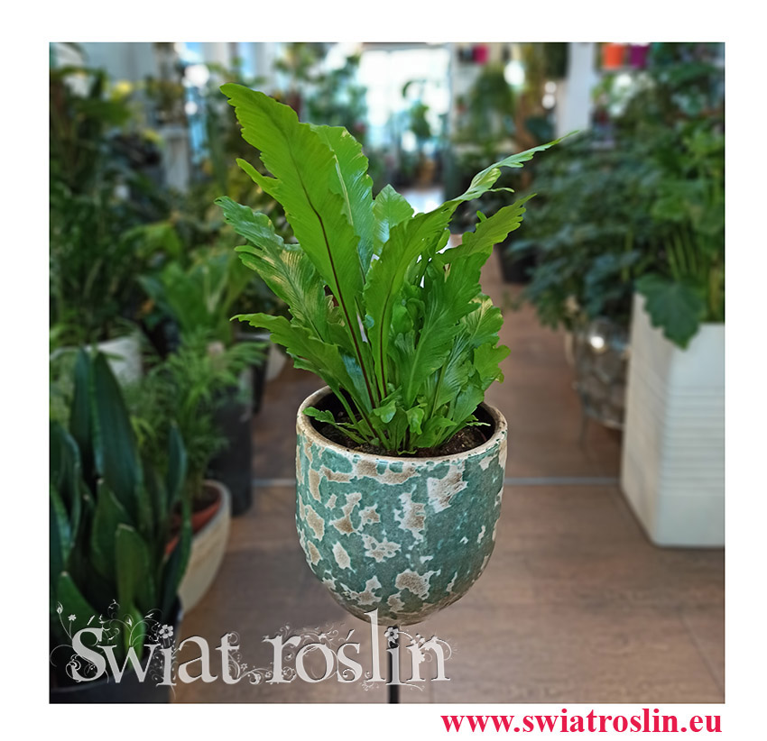 Asplenium Nidus Campio, Zanokcica, rosliny doniczkowe, kwiaty doniczkowe, sklep z roślinami w krakowie