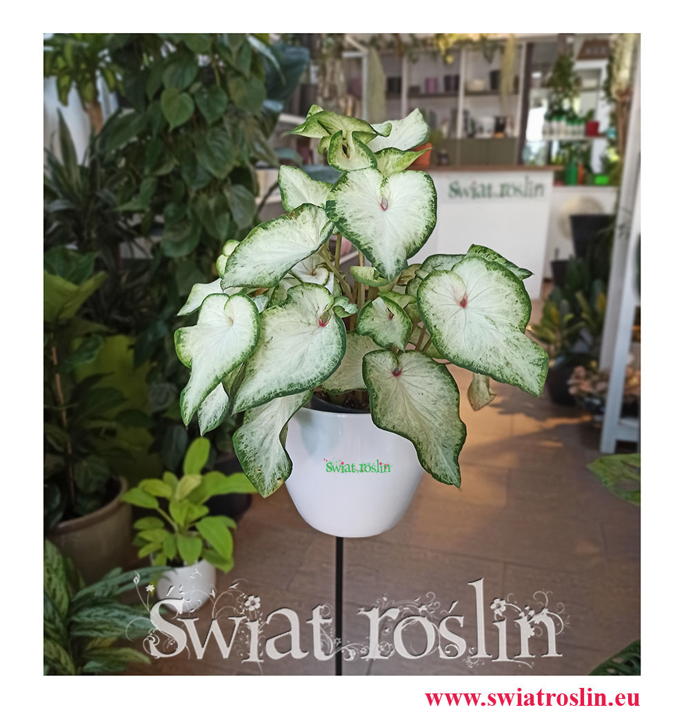 Caladium, Caladium White Wonder, Kaladium, Kaladium White Wonder, Caladium Kaladium Białe, kwiaty doniczkowe