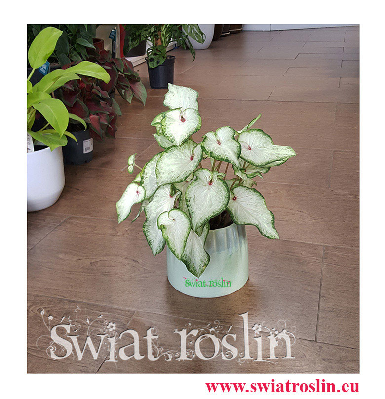 Caladium, Caladium White Wonder, Kaladium, Kaladium White Wonder, Caladium Kaladium Białe, rośliny doniczkowe