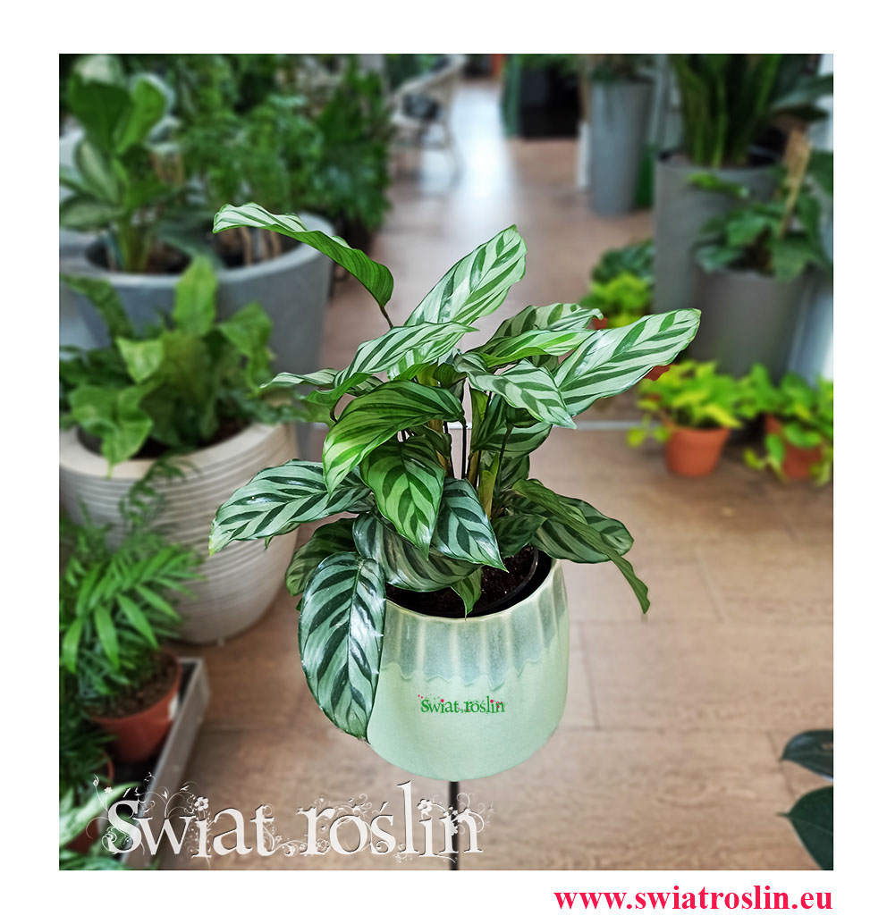 Calathea Freddie, Kalatea Freddie, Ostrzeszyn, rosliny kwiaty doniczkowe sklep internetowy