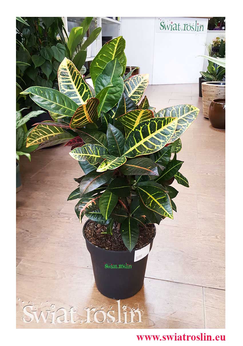 Codiaeum, Kroton, Kroton Petra, Croton Petra, Croton, Trójskrzyn, kwiaty doniczkowe