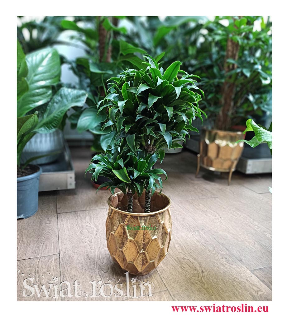Dracaena Dracgreye, Dracena Dracgreye, Kwiaty doniczkowe, rosliny doniczkowe