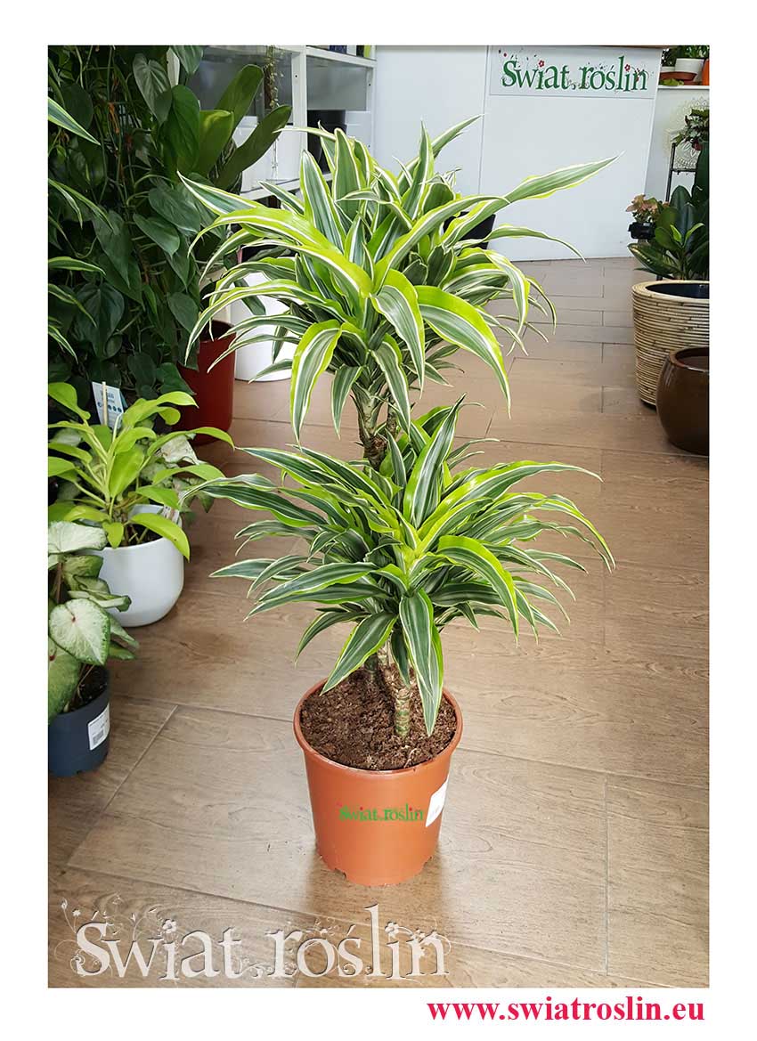 Dracena Wonna Zwarta Lemon Lime Surprise, Dracaena Fragrans Compacta, sklep z roslinami w krakowie
