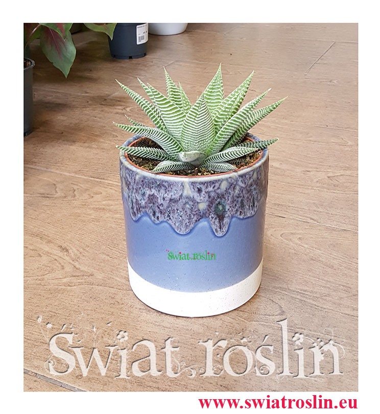 Haworsja Spider White, Haworthia Spider White, Haworcja Spider White- Sklep z roslinami Kraków