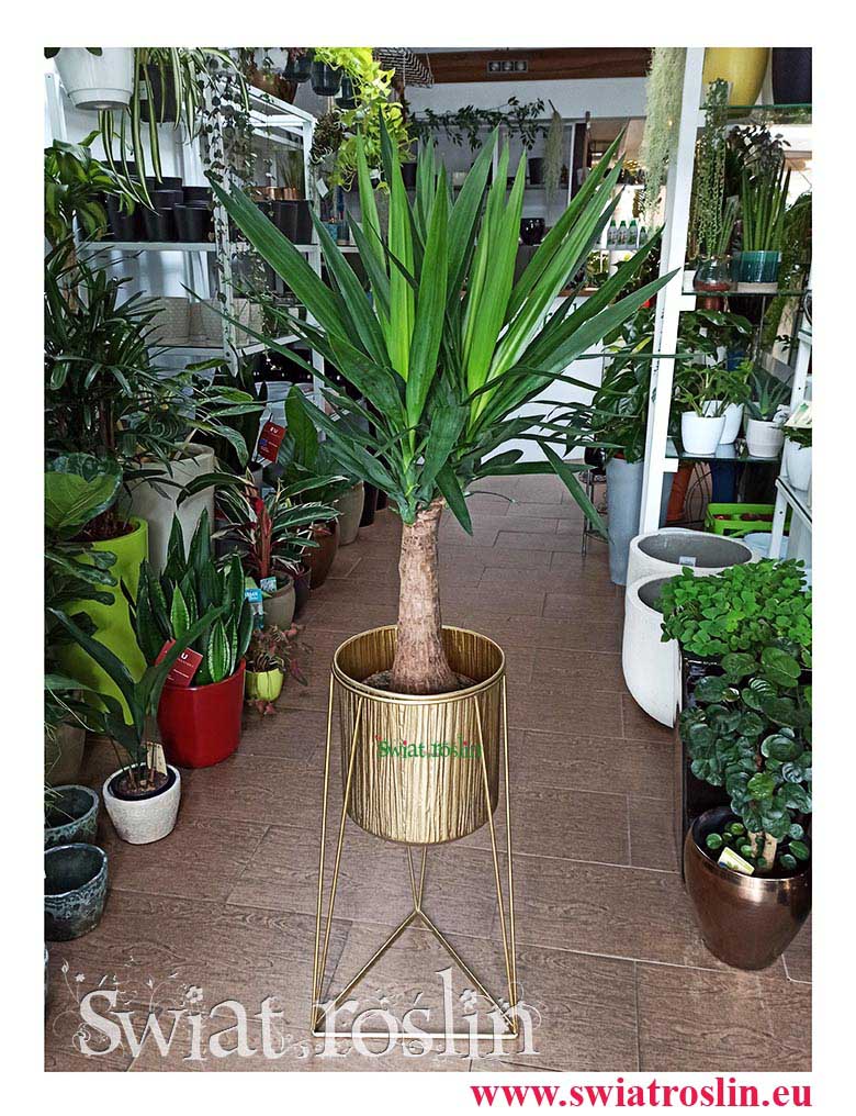 Juka Gwatemalska, Yucca Elephantipes, Juka Gwatemalska, Yucca Elephantipes, Juka sklep Yucca, kwiaty rośliny doniczkowe, modne rośliny