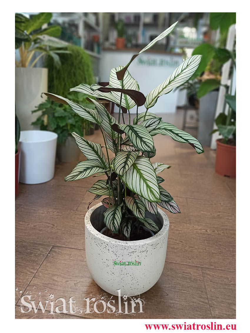 Kalatea White Star, Calathea White Star, Calathea Majestica White Star, Kwiaty rosliny doniczkowe sklep internetowy